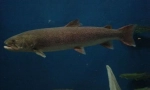 Taimen sakhalinsky